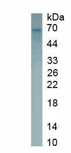 Recombinant Toll Like Receptor 3 (TLR3)