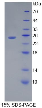 Recombinant Toll Like Receptor 5 (TLR5)