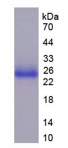 Recombinant Toll Like Receptor 5 (TLR5)