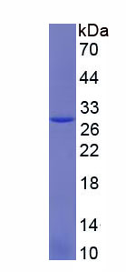 Recombinant Toll Like Receptor 5 (TLR5)