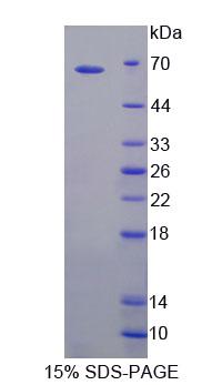 Recombinant Toll Like Receptor 5 (TLR5)