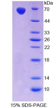 Recombinant Toll Like Receptor 5 (TLR5)