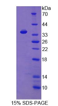 Recombinant Toll Like Receptor 8 (TLR8)