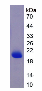 Recombinant Apolipoprotein A5 (APOA5)