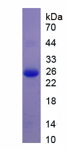 Recombinant Apolipoprotein B (APOB)