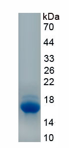 Recombinant Apolipoprotein B (APOB)