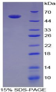 Recombinant Interleukin 35 (IL35)