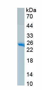 Recombinant Interleukin 35 (IL35)