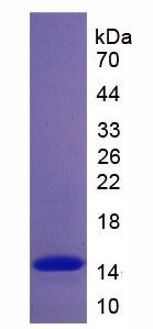 Recombinant Complement Factor B (CFB)