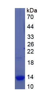 Recombinant S100 Calcium Binding Protein A3 (S100A3)