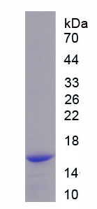 Recombinant Growth Differentiation Factor 15 (GDF15)