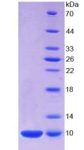 Recombinant S100 Calcium Binding Protein A7 (S100A7)