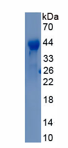 RPC036Hu01.jpg