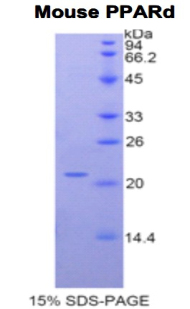 Recombinant Peroxisome Proliferator Activated Receptor Delta (PPARd)