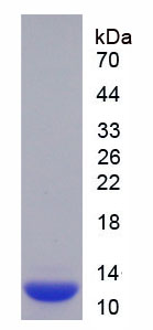 Recombinant S100 Calcium Binding Protein A10 (S100A10)