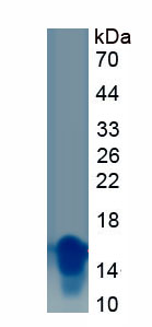 Recombinant High Mobility Group AT Hook Protein 2 (HMGA2)