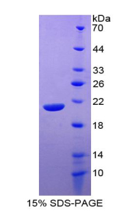 Recombinant Interleukin 20 (IL20)