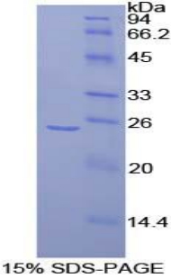 Recombinant Fibroblast Growth Factor Receptor Substrate 2 (FRS2)