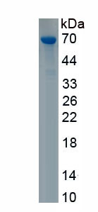 Recombinant Dual Oxidase 2 (DUOX2)