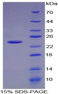 Recombinant Chemokine C-X-C-Motif Ligand 15 (CXCL15)