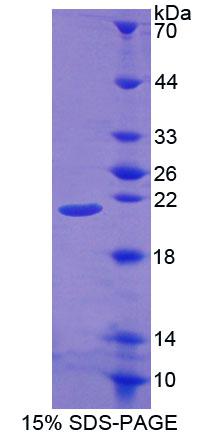 Recombinant Protein O-Fucosyltransferase 1 (POFUT1)