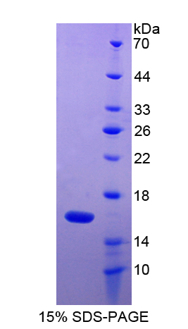 Recombinant Macrophage Inflammatory Protein 1 Gamma (MIP1g)