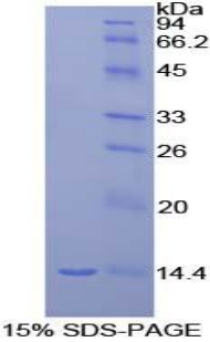 Recombinant Macrophage Inflammatory Protein 1 Gamma (MIP1g)