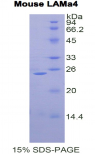 Recombinant Laminin Alpha 4 (LAMa4)