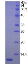 Recombinant Laminin Beta 2 (LAMb2)