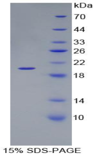 Recombinant Laminin Beta 3 (LAMb3)