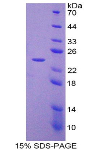 Recombinant Laminin Beta 3 (LAMb3)