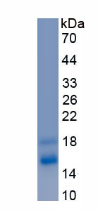 Recombinant Macrophage Inflammatory Protein 4 Alpha (MIP4a)