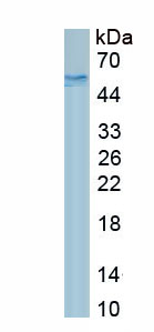 Recombinant Integrin Beta 6 (ITGb6)