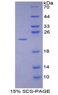 RPC102Bo01.jpg