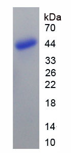 Recombinant Bone Morphogenetic Protein 10 (BMP10)