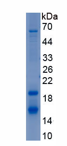 Recombinant Growth Differentiation Factor 3 (GDF3)