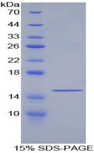 Recombinant Growth Differentiation Factor 6 (GDF6)