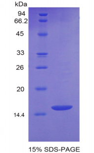 Recombinant Growth Differentiation Factor 6 (GDF6)