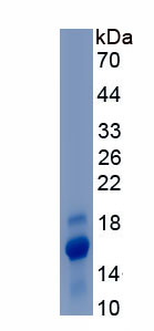 Recombinant Growth Differentiation Factor 6 (GDF6)