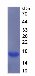 Recombinant Growth Differentiation Factor 7 (GDF7)