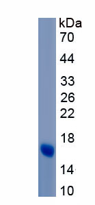 Recombinant Growth Differentiation Factor 11 (GDF11)