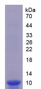 Recombinant Growth Differentiation Factor 10 (GDF10)