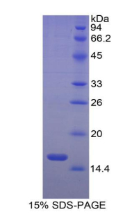 Recombinant Activin A Receptor Type II A (ACVR2A)