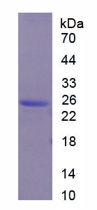 Recombinant Collagen Type XIX (COL19)