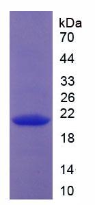 Recombinant Collagen Type XVIII (COL18)