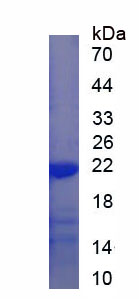 Recombinant Collagen Type XVIII (COL18)