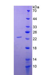 Recombinant Collagen Type XVII (COL17)