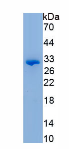 Recombinant Collagen Type IV Alpha 3 (COL4a3)