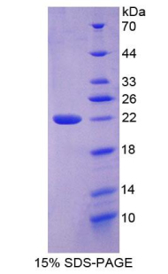 Recombinant Collagen Type VI Alpha 3 (COL6a3)