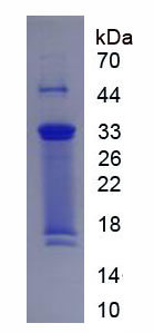 Recombinant Collagen Type X (COL10)